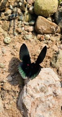 Lyropteryx apollonia
