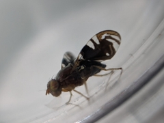 Parastenopa limata
