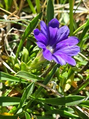 Gentiana dshimilensis