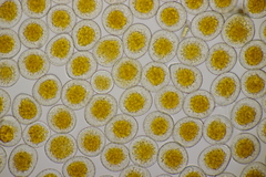 Puccinia coronata