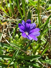 Gentiana dshimilensis
