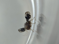 Parastenopa limata