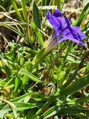 Gentiana dshimilensis