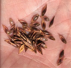Carex tahoensis