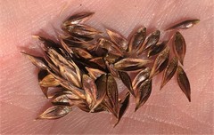 Carex tahoensis