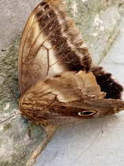 Caligo