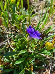 Gentiana dshimilensis