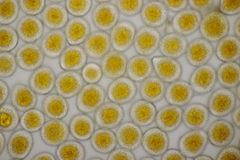 Puccinia coronata