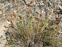Carex tahoensis