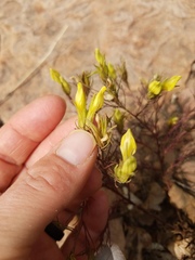 Cordylanthus wrightii