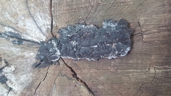 Fungi