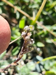 Eritrichium caucasicum