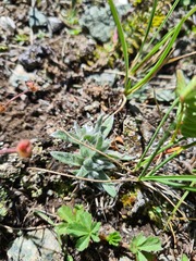 Eritrichium caucasicum