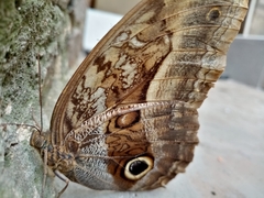 Caligo