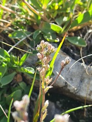 Eritrichium caucasicum