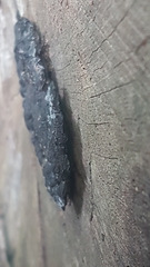Fungi