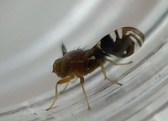 Parastenopa limata