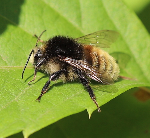Brown-banded Carder-Bumble bee