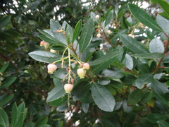Comarostaphylis diversifolia planifolia