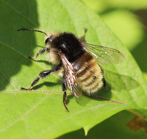 Brown-banded Carder-Bumble bee