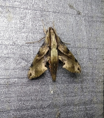 Eupanacra