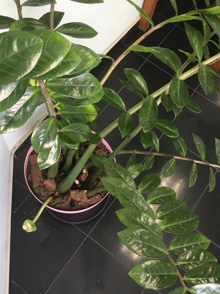 ZZ plant growing