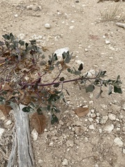 Tidestromia lanuginosa