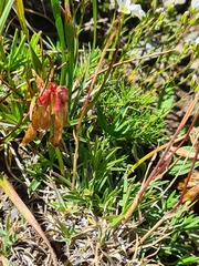 Trifolium polyphyllum