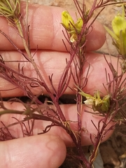 Cordylanthus wrightii