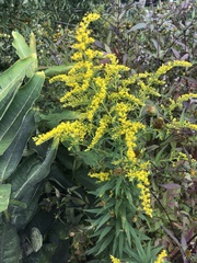 Solidago