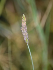 Alopecurus aequalis aequalis