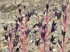 Delphinium glareosum