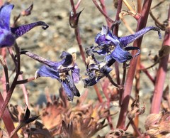 Delphinium glareosum