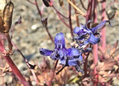 Delphinium glareosum