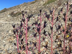 Delphinium glareosum