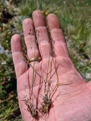 Poa glauca