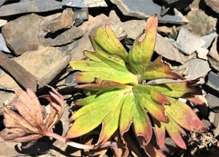 Delphinium glareosum