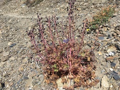 Delphinium glareosum