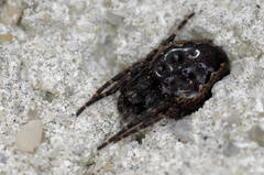 Nuctenea umbratica