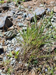 Poa glauca