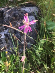 Silene nuda