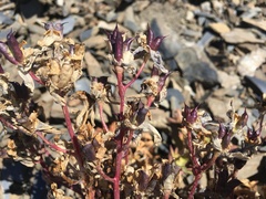 Delphinium glareosum