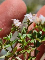 Asperula gracilis
