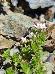 Asperula gracilis