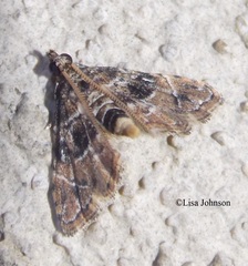 Microphysetica hermeasalis
