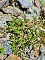 Asperula gracilis