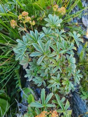 Alchemilla sericea