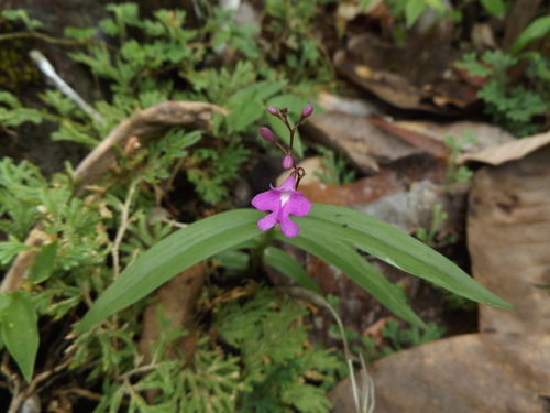 Epidendrum longicaule (L.O.Williams) L.O.Williams 3