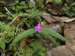 Epidendrum longicaule