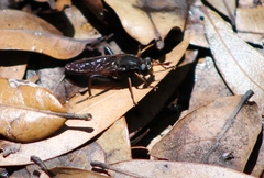 Mydidae